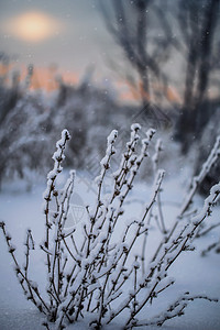 雪中植物冻结白色季节雪花季节性枝条植物群图片