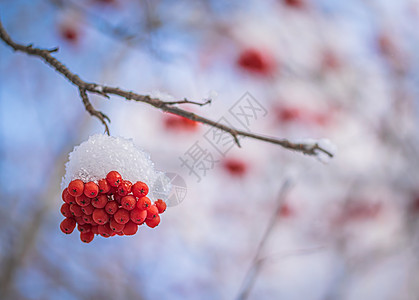 雪下山灰的红莓花梨木植物群季节降雪磨砂雾凇枝条浆果木头寒冷图片