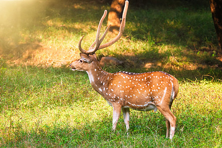 在印度拉贾斯坦邦兰坦博尔国家公园的美丽的男性或斑斑鹿牧场猎豹草原国家森林赤道饲料食草野生动物公园图片