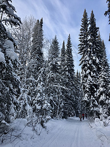 冬季森林的美丽景观 雄伟的高松树在温和的光线下覆盖着雪 冬季自然之美天空仙境气候公园童话降雪新年旅行天气蓝色图片