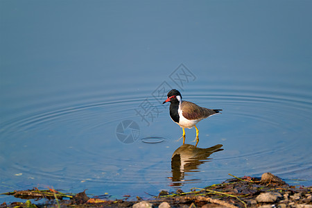在湖中 红色的摇晃的长腿手瓦内勒斯印地书呆子大道鸟类动物小公鸡国家风景公园图片