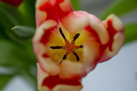 花瓶里美丽的橙色郁金香宏观花瓣农业花束橙子季节场地植物植物学叶子图片