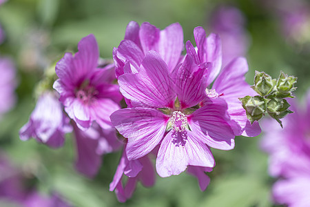 普通的霍利霍克花朵 在春夏光下开花雌蕊玫瑰花瓣粉色植物群绿色叶子季节紫色花园图片