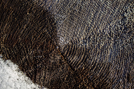 木头的特写镜头 在横截面的松树树干森林生活材料历史植物木材戒指宏观日志老化图片