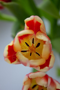 花瓶里美丽的橙色郁金香花园花束宏观季节植物群橙子花瓣农业植物叶子图片