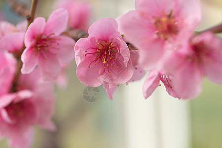 紧闭花瓣农业红色果园花园晴天团体宏观植物学粉色水果图片