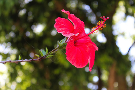 侧面的芙蓉花宏图 带有明显的花药和雌蕊细节 中国木槿 中国月季 夏威夷木槿 玫瑰锦葵 鞋黑植物芙蓉热带宏观家庭花粉叶子图片