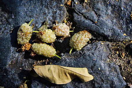 在深蓝的石头背景上 白色木莓水果的艺术环境 莫鲁斯・阿尔巴 白色木莓图片