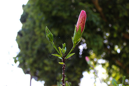 未开封的芙蓉花宏指令 中国木槿 中国月季 夏威夷木槿 玫瑰锦葵 鞋黑植物图片