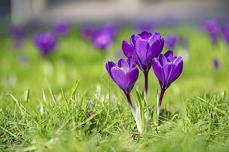 三朵紫椰子花紧紧接近 春春初开花 在青草旁等着蜜蜂的青草旁图片