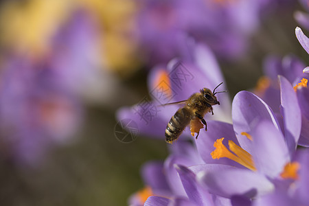 蜜蜂  春天的象征地面花蜜植物群植物红花季节草地花瓣橙子藏红花图片