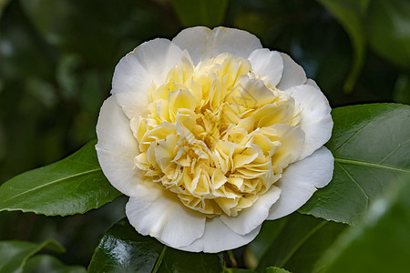 白色的卡美莉亚花朵 在冬光下盛开宏观植物学花瓣花束园艺花园桉树花粉植物生长图片