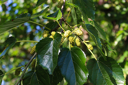 绿色的木莓开始成熟 在树枝上用叶子图片