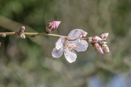 日本粉红樱花花朵 对抗蓝蓝的东京天空 日本美丽花瓣蓝色绿色白色植物群植物花园宏观季节图片