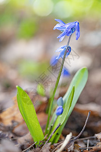 紧贴的蓝丝花 在春春初盛开 与棕干去年秋叶落下 等待蜜蜂绿色季节绵花森林绵毛蓝色美丽叶子花园植物学图片