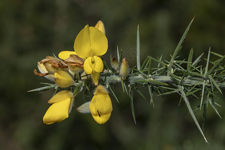 尤列斯欧洲 黄色花朵紧闭花瓣灌木植物群季节荒地荒野叶子农村衬套金豆图片
