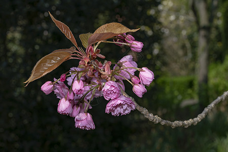 春季 小粉红樱花在树枝的尾端开花背景婚礼花园叶子花瓣植物玫瑰季节问候语植物群图片
