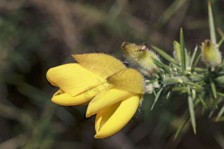 尤列斯欧洲之神 黄色的花朵紧贴着一只小蜘蛛等待捕捉猎物植物群荆棘季节农村黑豆花园植物荒野衬套灌木图片