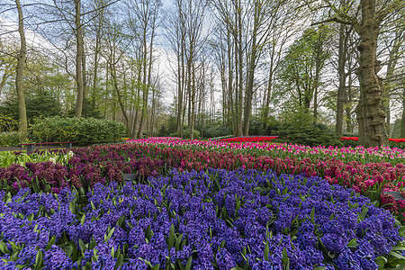 蓝色长青 纯红色 粉红白色的郁金香花朵蓬勃盛开来 春天在一个维护完善的花园下生长入口草地公园植物群花坛社论游客红花场地植物背景图片