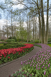 纯红色和粉红白颜色的郁金香花朵蓬勃盛开来 春天在一个维护完善的花园下开花入口季节植物群游客花坛社论植物场地旅行公园背景图片