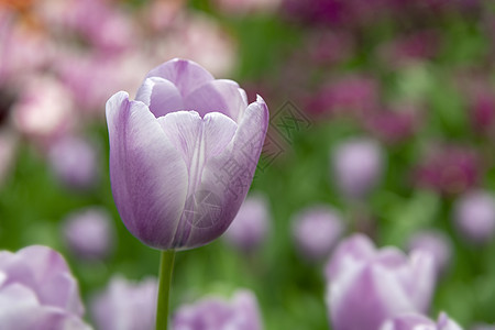 在郁金香田中 紧贴着紫白郁金香的花朵图片