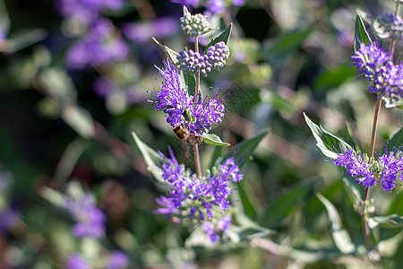 浓密的紫色花束紧一丛草本植物植物淡紫色植物群蓝色花园农业草地灌木花蜜图片
