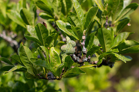 阳光明媚的日子里的绿色灌木特写 春夏季节热带农业水果花园场地旅行植物叶子园艺图片