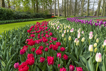 春天 多色风信子 纯红 粉白郁金香在维护良好的花园下绽放图片