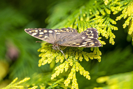 在绿树枝上洗个春日浴 并用绿树枝昆虫植物叶子花园昆虫学动物群植物群动物翅膀鳞翅目图片