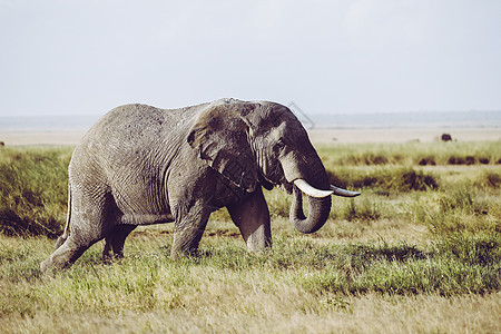 安博塞利国家公园大象公园草原国家哺乳动物动物野生动物图片