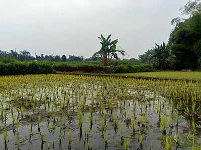 特写米有自然本底 水稻在苗床上 米饭看起来又黄又绿农田稻田谷物植物群射线粮食产品蓝色种植园收成图片