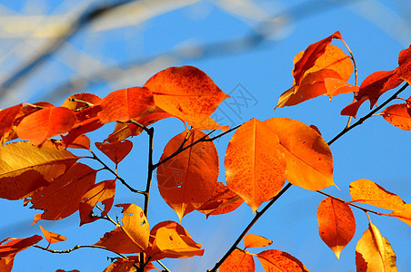 微距摄影红色季节阳光棕色黄色树叶叶子水平橡木橙子图片