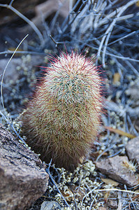 Bigbend 国家公园干旱森林脊柱野生动物世界植被荒野旅行植物植物群图片