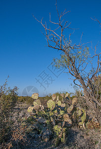 在一条公路沿线的沙丘上的大片野草原仙人掌植物群风景荒野紫色干旱植物森林世界天气旅行图片