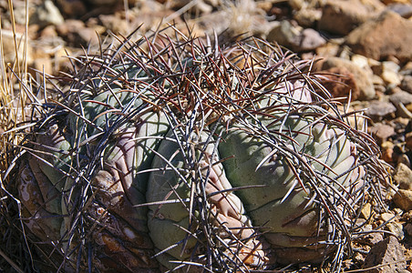 Bigbend 国家公园液体森林沙漠植物学旅行植物群荒野植物紫色世界图片