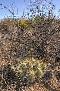 Bigbend 国家公园植物荒野植物学森林宏观紫色植被植物群世界脊柱图片