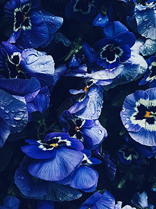 深背景 花卉和大自然的蓝花叶子蓝色紫色花束植物群兰花植物奢华品牌三色图片