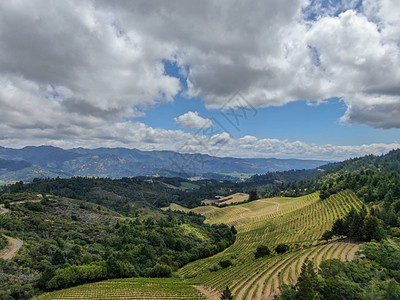 纳帕河谷葡萄园景观的空中视图农村栽培旅行爬坡季节葡萄园农业山脉太阳农场图片