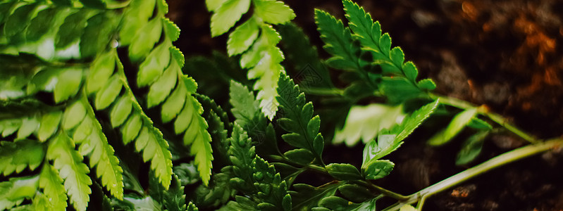 热带植物叶子在庭院里作为植物学背景 自然和环境平铺情调气候奢华土地横幅植物群花园园艺异国图片