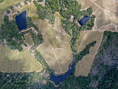 纳帕河谷葡萄园地貌的空中顶层景观酒精旅行植物场地栽培爬坡季节太阳山脉农场图片