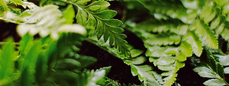 热带植物叶子在庭院里作为植物学背景 自然和环境奢华异国花园地球农业气候温室园艺情调荒野图片