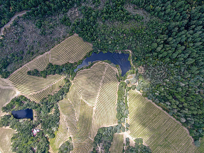 纳帕河谷葡萄园地貌的空中顶层景观葡萄园农村旅游山脉酒精场地太阳游客酒厂植物图片