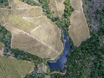 纳帕河谷葡萄园地貌的空中顶层景观太阳远足山脉农场国家酒厂旅游季节农业植物图片