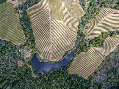 纳帕河谷葡萄园地貌的空中顶层景观山脉植物农业游客太阳旅游国家酒精农场场地图片