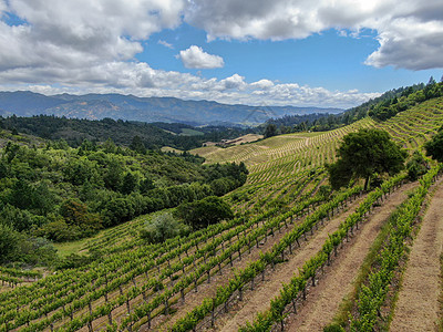 纳帕河谷葡萄园景观的空中视图山脉远足季节国家酒厂农场爬坡葡萄园植物农村图片