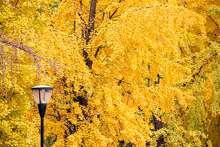 树上背着黄叶的街道灯柱 位于背景中树木栽培天空史诗公园季节黄色植物风景活力图片