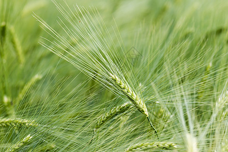 绿色谷物生长小麦收成场景植物场地烘烤稻草食物国家图片