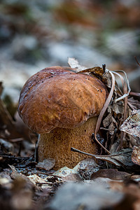 森林中的波西尼蘑菇图片