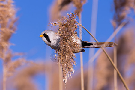 芦苇上的大胡子山雀 雄性栖息地动物群男性翅膀观鸟蜉蝣天空羽毛缫丝鸟类图片