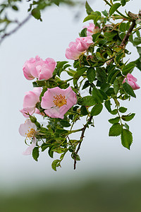 美丽盛开的野玫瑰丛紫色树叶叶子玫瑰花期寝具野蔷薇花园灌木植物图片
